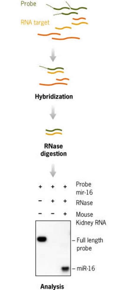 mirVana™ miRNA Detection Kit .